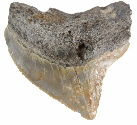 Fossil Squalicorax (Crow Shark) Tooth - Texas #42974